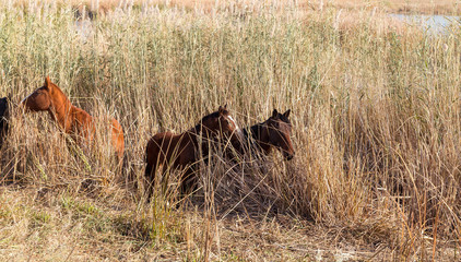 Wild horses hide in the reeds.
