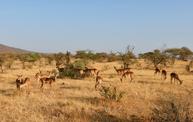 Fototapeta na wymiar Antilopen im Samburu Nationalpark