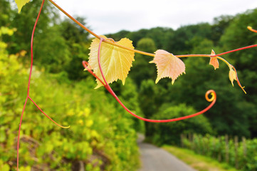 Obraz premium rankende grüne Wilde Weintrauben im Sommer 