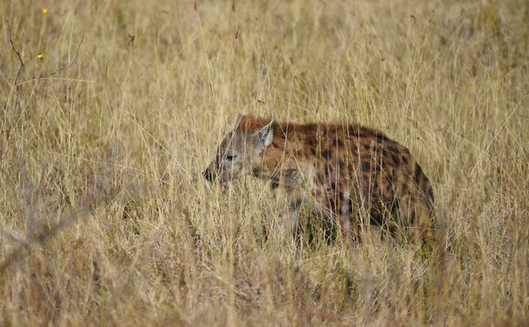 Hy&auml;ne in Kenias Steppe