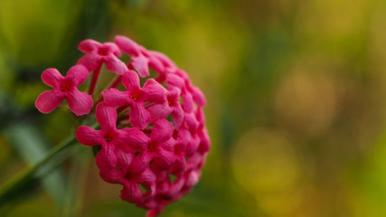 Close up pink flower with blurred green garden nature background
