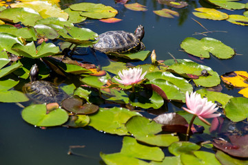 view of two turtles swimming in a pond among water lilies in the Botanical garden in Nikita in the Crimea