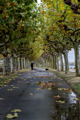 Tree canopy with dog walker