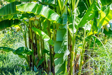 view of green banana trees in the Botanical garden in Nikita in the Crimea