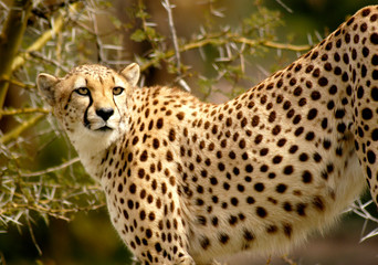 Female Cheetah gazes at a noise she heard in the distance. 