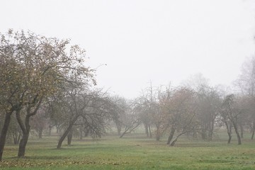 Park on a foggy day in November. Minsk, Belarus