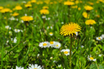 Yellow dandelion flowers blooming. Dandelions (Taraxacum officinale) field, spring background
