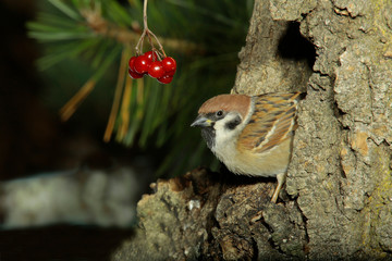 Feldsperling oder Feldspatz (Passer montanus) 