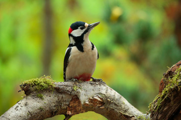 Buntspecht (Dendrocopos major) sitzt auf Ast