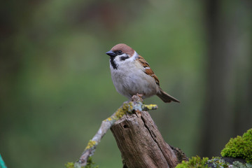 Feldsperling oder Feldspatz (Passer montanus) 