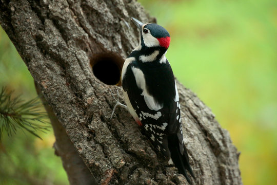 Buntspecht (Dendrocopos major) sitzt am Baum vor Bruth&ouml;hle