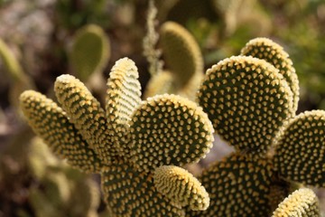 Bunny cactus (Opuntia microdasys)