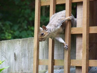 Squirrel on Fence