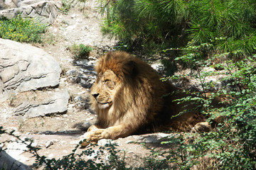 Obraz premium view of the African lion lying on the ground in the shade