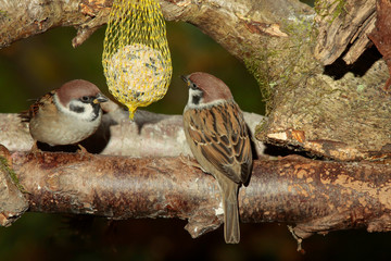 Feldsperling oder Feldspatz (Passer montanus)