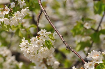 Sweet cherry flowers in full bloom. Tree blossom in sunny spring day