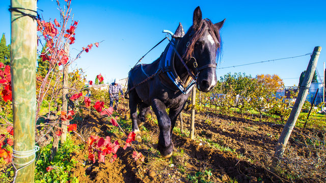 cheval de trait et labour