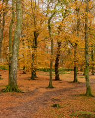 Beech tree woodland with golden autumn colours