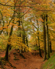 Autumn woodland walk through beech tree forest with colourful leaves