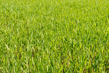 green field with young shoots of wheat