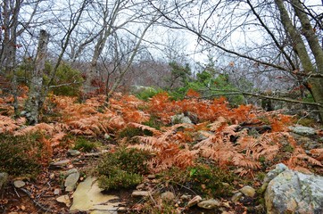 Obraz premium Autumn Forest in Catalonia