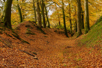 Autumn woodland walk through beech tree forest with colourful leaves