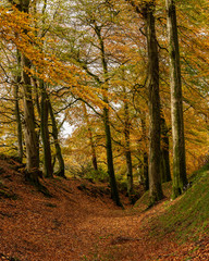 Fototapeta premium Jesienny las bukowy ze złotymi kolorami, zamek Woodbury, fort na wzgórzu, Devon