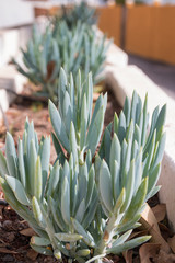 Succulent plant flowerbed.