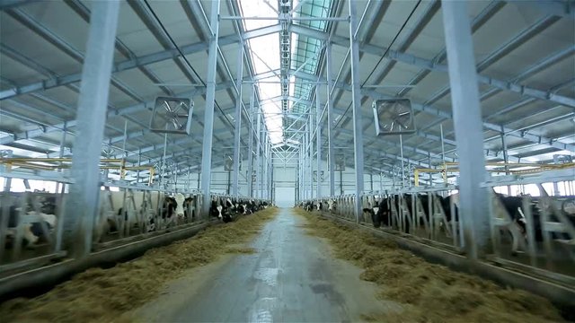 Milk farm Modern farm barn with milking cows eating hay Calf feeding on farm Livestock on farm