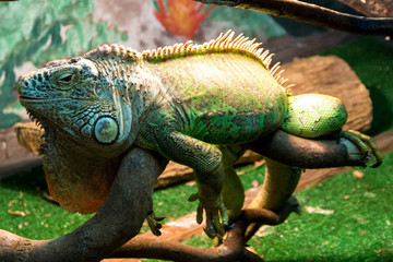 view of the green iguana lying on a tree branch in the zoo