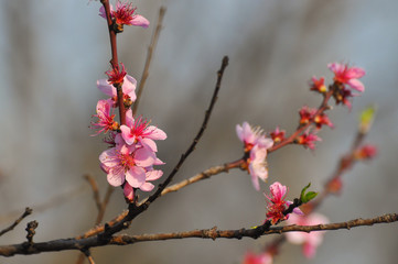 Pink peach flowers in spring. Tree blossom