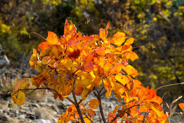 view of autumn leaves on a branch