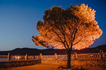 tree in Lesvos Greece