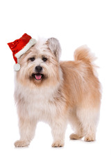 Cute elo dog with santa hat standing isolated on white background and looking to the camera