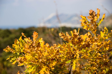 view of autumn leaves on a branch