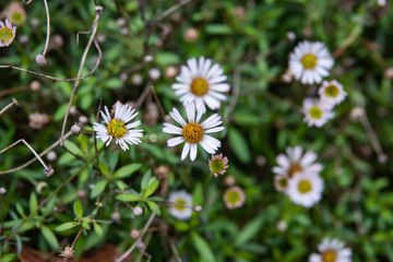 Mexican Fleabane Inflorescences in Autumn