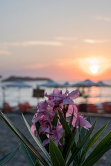 flowers on the beach