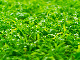 Close-up of grass on backyard after raining; selective focus.