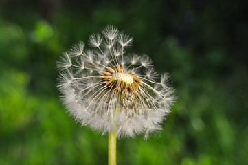Dandelion seeds with a blurred background. Dandelion seeds blowing away