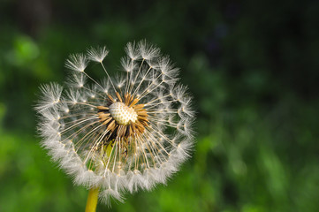 Dandelion seeds with a blurred background. Dandelion seeds blowing away