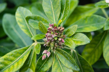 Mexican Orange Flower Buds in Autumn