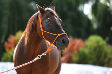 Obraz premium Portrait of a young horse in summer outside at rural dressage center