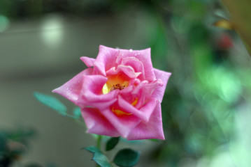 Obraz premium rosa
