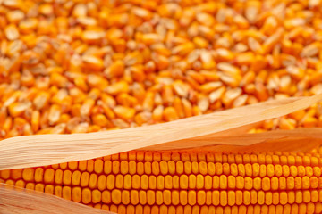 Harvested corn cob and seed kernels