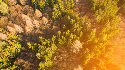 Colourful spring colours in forest form above, captured with a drone.