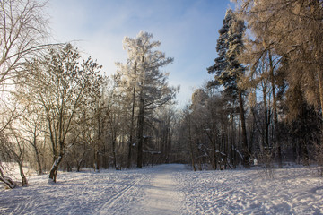 Winter landscape in clear weather. Frosty daylight at sunset