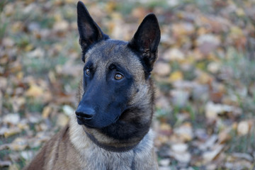 Naklejka premium Cute belgian sheepdog with black mask close up. Pet animals.
