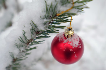Christmas ball on the branches fir
