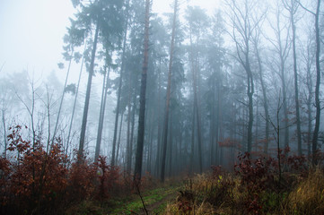Fototapeta premium Foggy morning forest in autumn season. Mystery landscape.