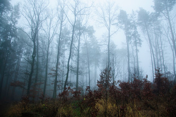 Fototapeta na wymiar Foggy morning forest in autumn season. Mystery landscape.